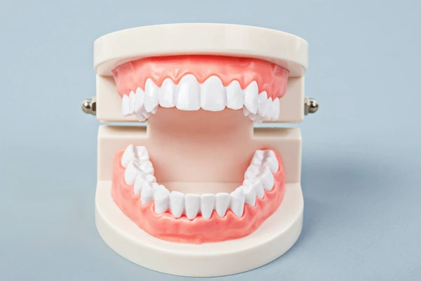 5 tipos de dientes que debes saber