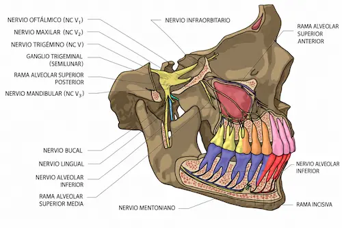 Cómo llega el nervio a los dientes frontales