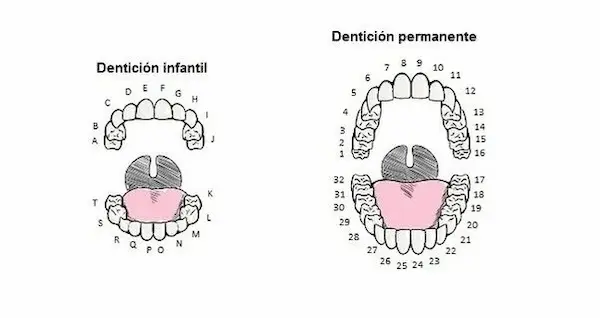 Odontograma según la edad del paciente