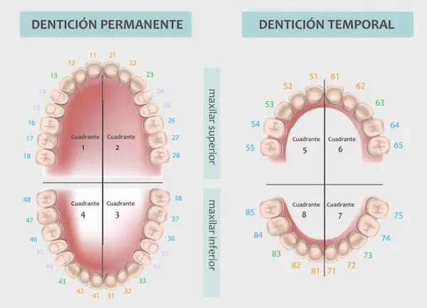 Tipos de odontograma